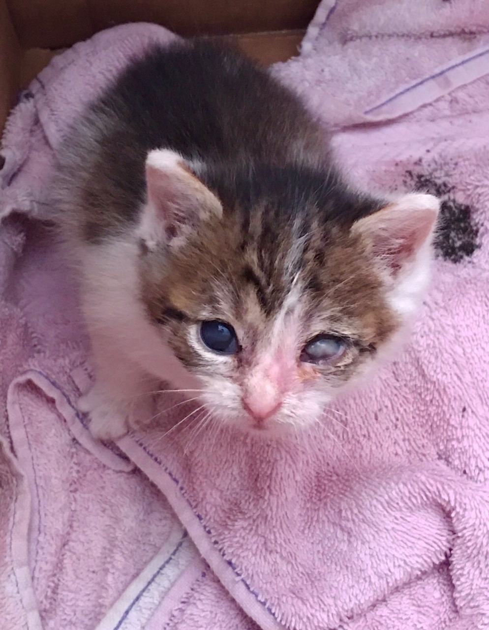 marshmallowmaximus:  ‪One year ago today we found you abused and abandoned on the