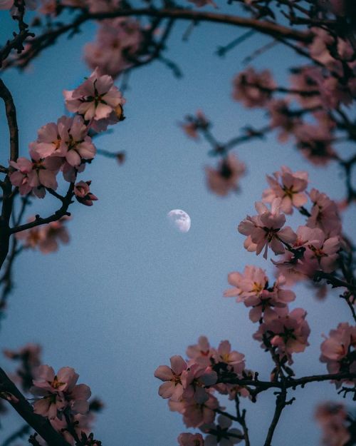  Every flower is a soul blossoming in nature. Photo by Nir Soulwax 