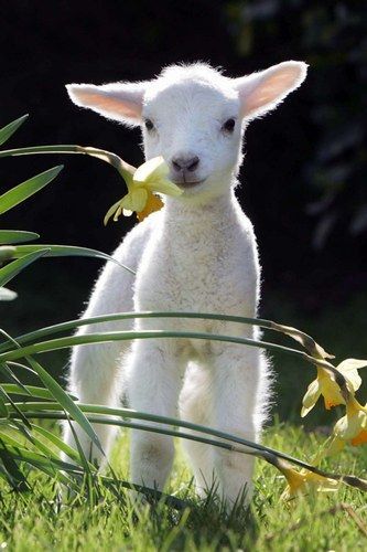 pagewoman: “ pagewoman: “ Lamb with Daffodils ” Happy St. David’s Day ”