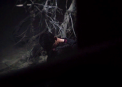 halekingsourwolf:  hoechlling:  halekingsourwolf:  Oh hey, someone basically gif’d