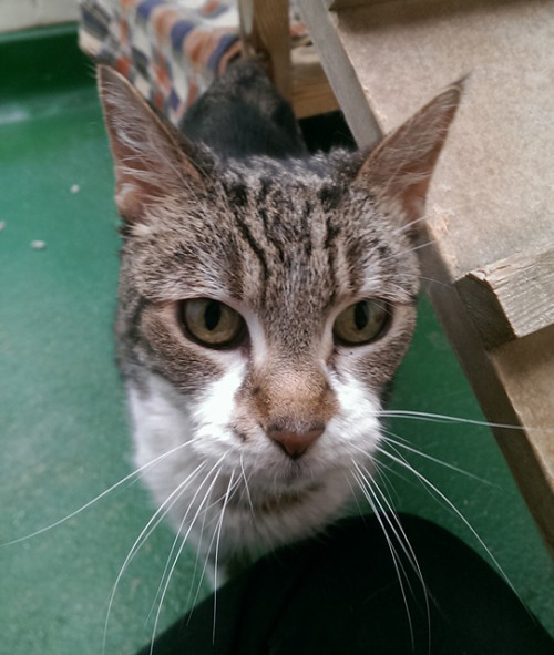 animalcharitiesuk: Cat of the Day Squeak, from Holly Hedge Animal Sanctuary, Bristol. Click here for