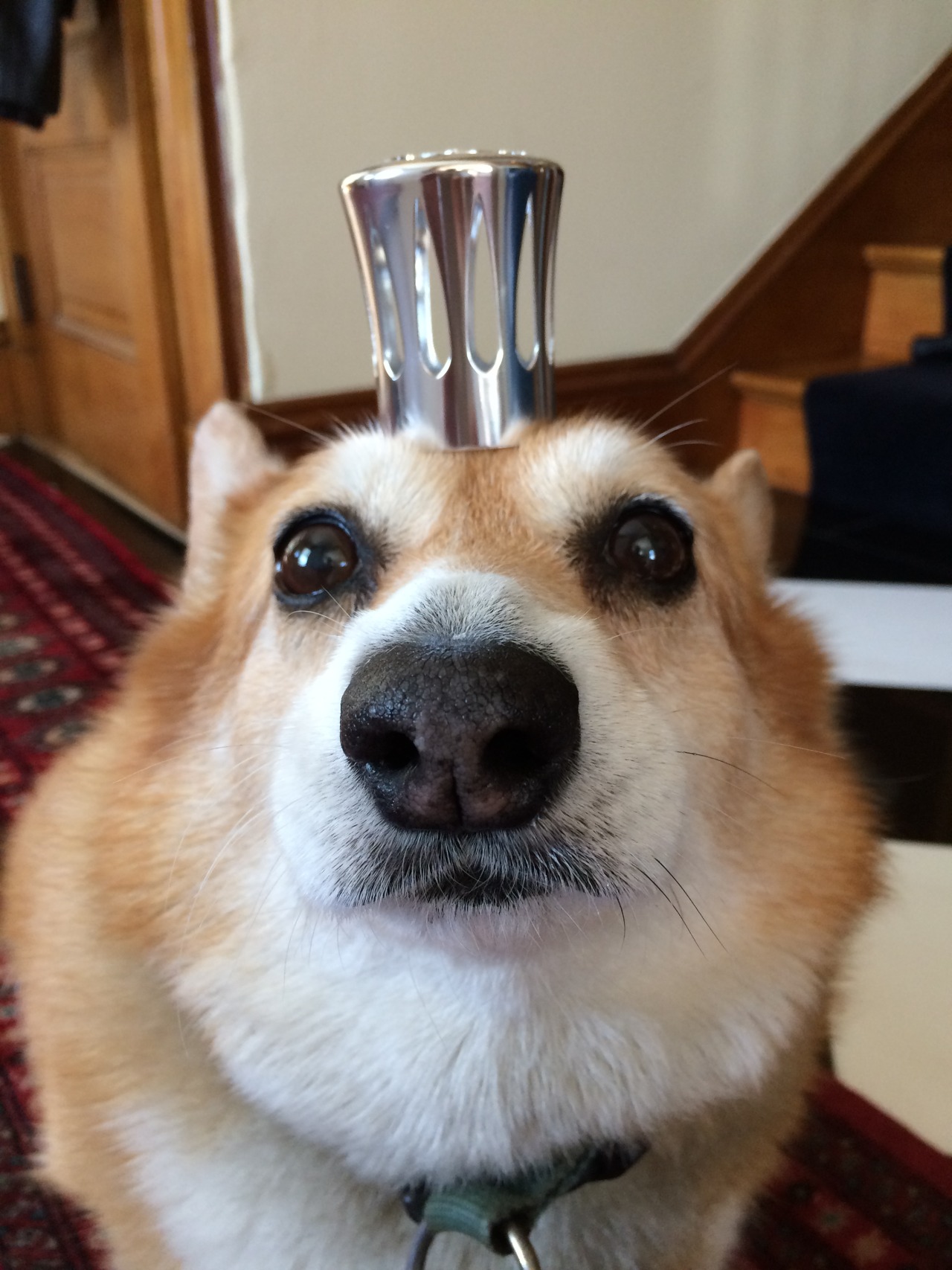 thingsonhazelshead:  Little crown, big crown.