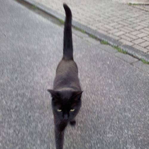 Made A New Friend In Wanne-Eickel Today. Le #chat #noir ;-) #black #cat #green #eyes (en Baukau, Nordrhein-Westfalen,