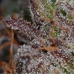 weedporndaily:  #querkle days from harvest smells like grape hash by subcoolseeds