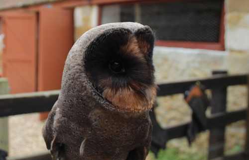 Sex orcavian:  Melanistic Barn Owl (I never thought pictures