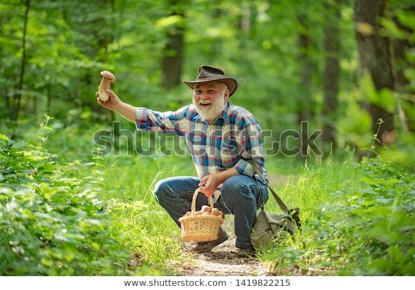 Old bearded man squatting on the forest floor, holding a mushroom aloft and smiling. 