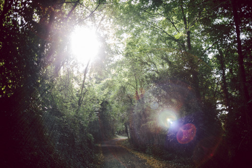 elenamorelli:{ into the forest // darkness and light and bokeh }-october edition-