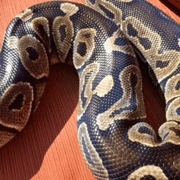 montythepython:Pumpkin Spice Snake