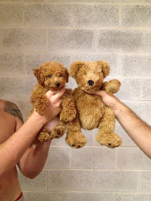 missredaholic:dreamonsters:  beben-eleben:Chubby Puppies That Look Like Teddy Bears  im crying  im so happy