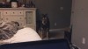 insomniac-arrest:lycanthropurrs:LET me on the bed i promise i wont lay on top of