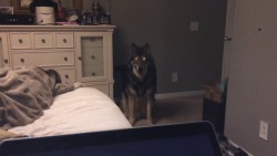 insomniac-arrest:lycanthropurrs:LET me on the bed i promise i wont lay on top of