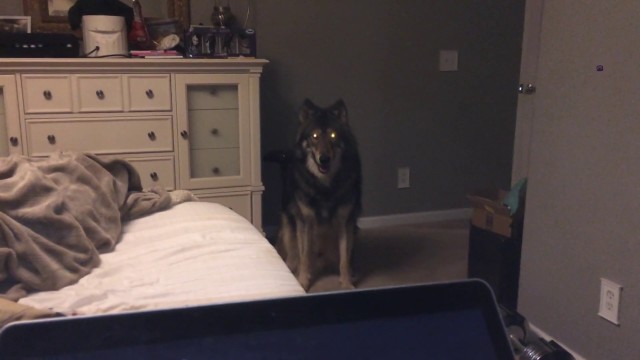 insomniac-arrest:lycanthropurrs:LET me on the bed i promise i wont lay on top of