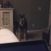 insomniac-arrest:lycanthropurrs:LET me on the bed i promise i wont lay on top of