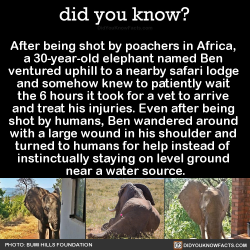 did-you-kno:  After being shot by poachers