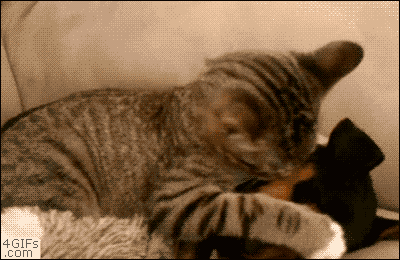 the-personal-quotes:  baby animal posts daily