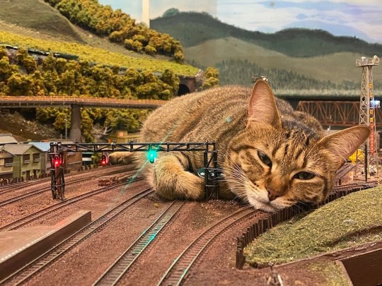 his-shining-tears:Cats and train miniature