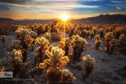 morethanphotography:  Garden of The Rising Sun by NhtPhm