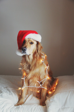 Carissa-Xy:  James Saw This And Said “Santa Paws!”  