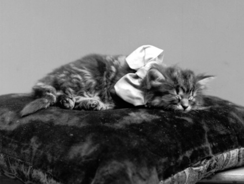 piracywhiskeypoetry:Portrait of a kitten,