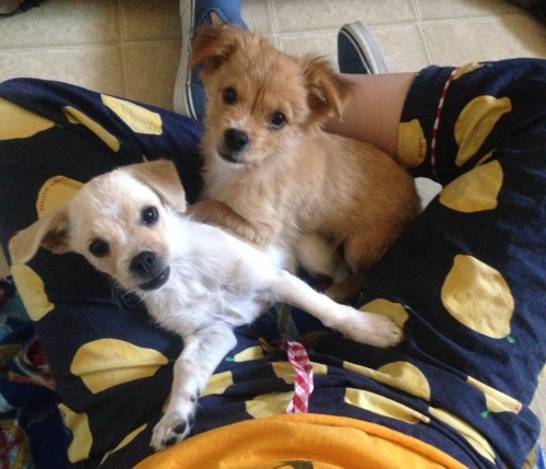 matissegrl:  look at those little faces. im so in love