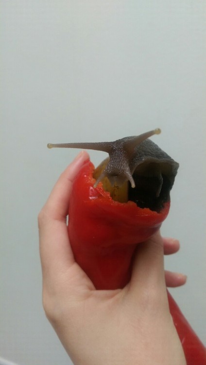 The majestic pepper snail