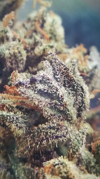 karmaceuticalsdispensary:  Some random bud and keef pics. 💚 