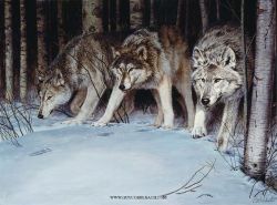WOLVES 