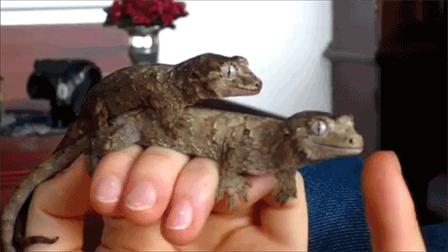 fringespirit:  LizardLick 