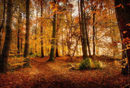 beautiful-scotland: Early Morning in Kennet Woods » by Eric Begbie