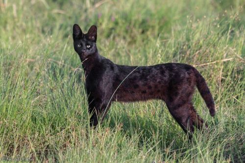 Serval(Leptailurus Serval), MELANISTIC, Family Felidae, Amboseli National Park, Kenya