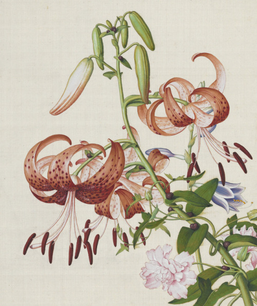 Tiger lily - Immortal blossoms in an everlasting spring - Lang Shining (Giuseppe Castiglione, 1688-1