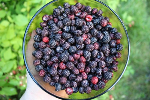 thebashfulbotanist:coraruthphotography:An abundance of wild raspberries 7/12/16 Cora Ruth Photograph