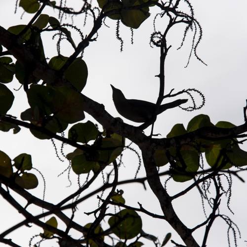 14/365. Looking Up Against Overcast Skies. #silhouette #leaves #bird #almostblackandwhite #stlucia #caribbean