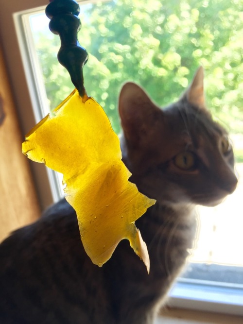 cannanime:  righteous-vibes:  Ziggy came to say hi to me while I was taking pictures ^_^  Cats are the most adorable photo-bombers.
