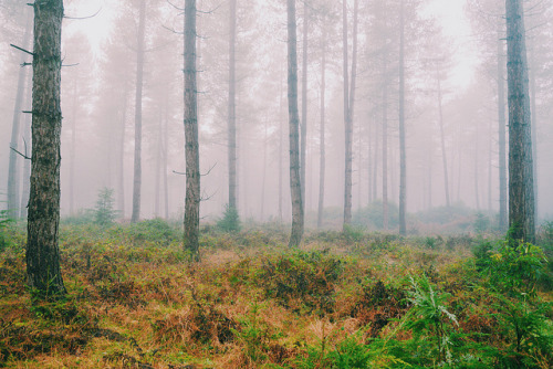 Misty Winter morning in Stonor Forest by scotbot on Flickr.