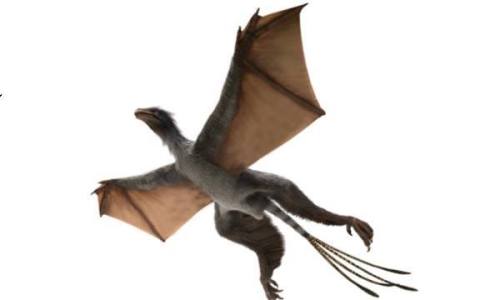 The Mesozoic Park: Yi qiCommon name: BatdinoSize: Pigeon sized (10cm). Age: Mid Jurassic (160 millio