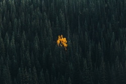 exploreelsewhere:  A lonely aspen in an evergreen