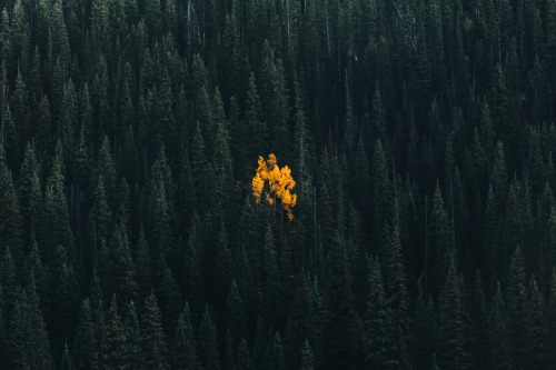 exploreelsewhere:A lonely aspen in an evergreen forest - Telluride, Colorado [OC] [1920 x 1280] ✈
