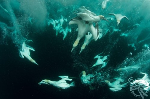 Gannets underwater searching for fish