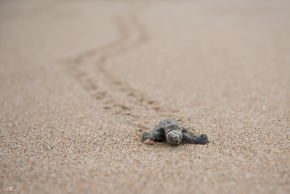 wolverxne:  The largest concentration of nesting marine turtles on the eastern Australian