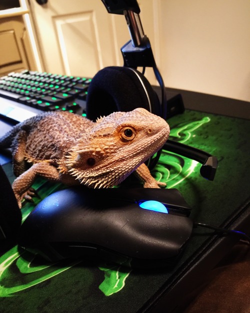 Thanks for sitting on the keyboard, Slizard, a true gamer gril