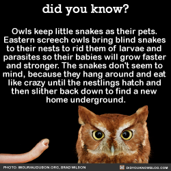 did-you-kno:Owls keep little snakes as their pets. Eastern screech owls bring blind snakes to their nests to rid them of larvae and parasites so their babies will grow faster and stronger. The snakes don’t seem to mind, because they hang around and