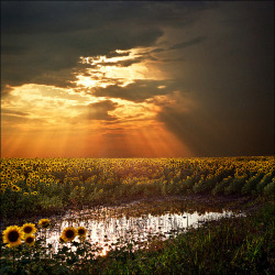 outdoormagic:  Angel’s stairs…Magical sunset light over the sunflower field by Katarina 2353 on Flickr.