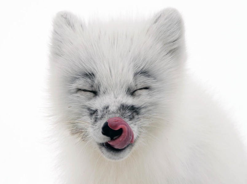 everythingfox:  Some important pictures