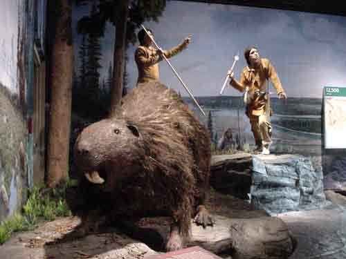 ultrafacts:Castoroides, or giant beaver, is an extinct genus of enormous beavers