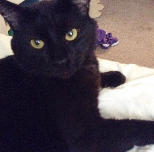 This is my pretty black cat Ghost! I just adopted him in July :) Happy Black Cat Appreciation Day ev