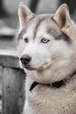 0rient-express:  Husky heterochromia | by KarmaLack.