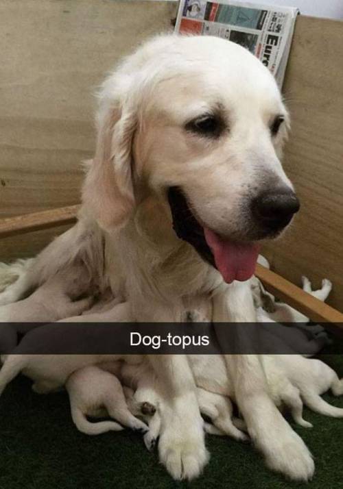 playmyheartlikeadrum: itsagifnotagif:Dogs just make me cry @sunnnnies