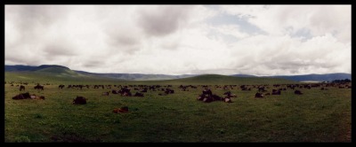 All Wildebeest Ngorongoro, Tanzania