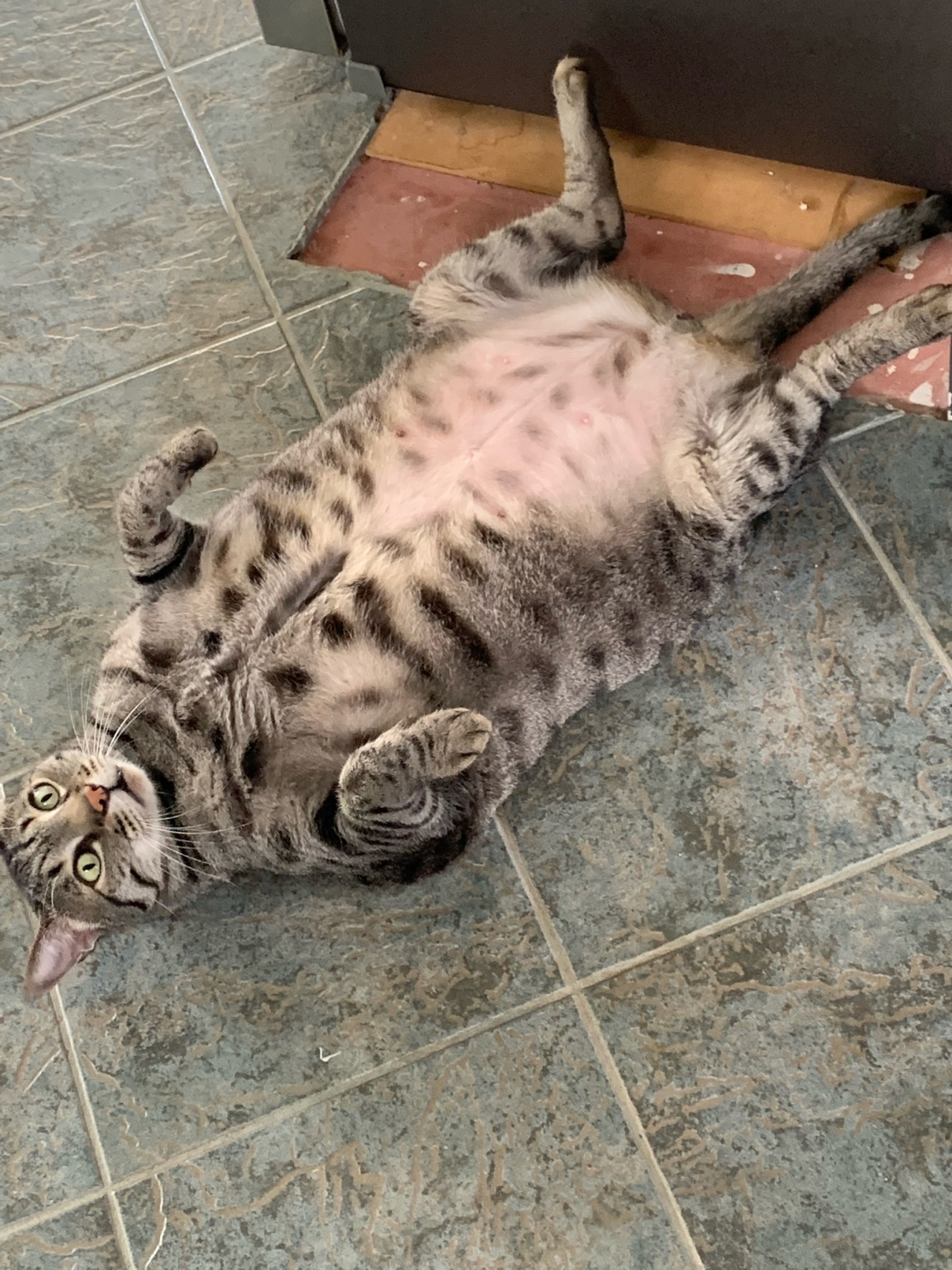 maddxp:Mega cat 